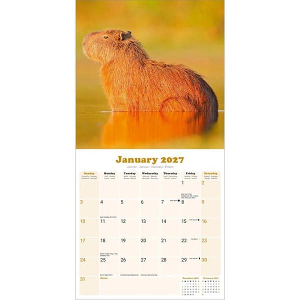 Capybara Calendar 2027, Wall Calendars, Month To View, Animals, Gift