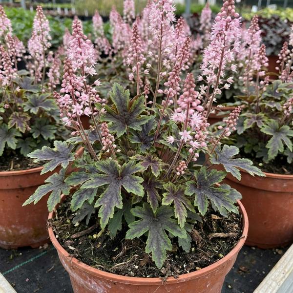 Tiarella Pink Skyrocket - 2L Pot The Rose Press Garden