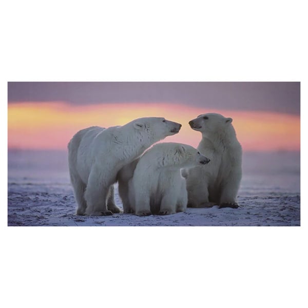Large 3 Polar Bears Canvas Print, Black and White Wildlife Wall Art, 100 x 50 cm, Stretched Canvas on Wooden Frame