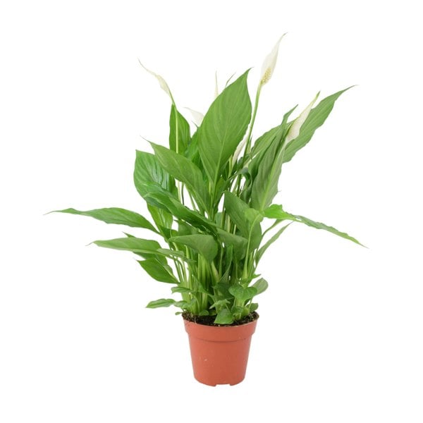 Spathiphyllum Peace Lily 12cm