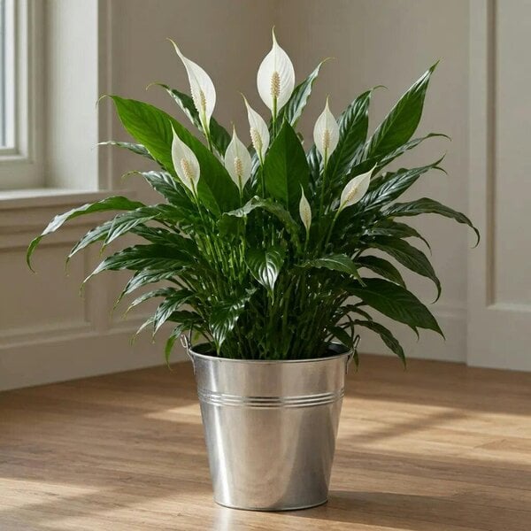 Spathiphyllum Peace Lily – Elegant White Flowers and Glossy Green Indoor Houseplant - Galvanized Bucket