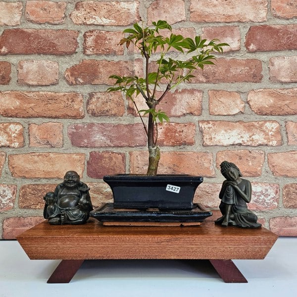 Yorkshire Bonsai Japanese Maple (Acer) Bonsai Tree | Deshojo Informal Upright | In 15cm Pot