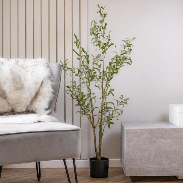 Scottish Everlastings 130cm Slim Silhouette Olive Tree