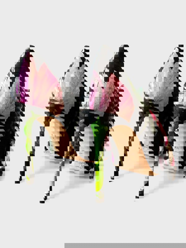 Off-White x Jimmy Choo Mary Bow Pump Floral Multi