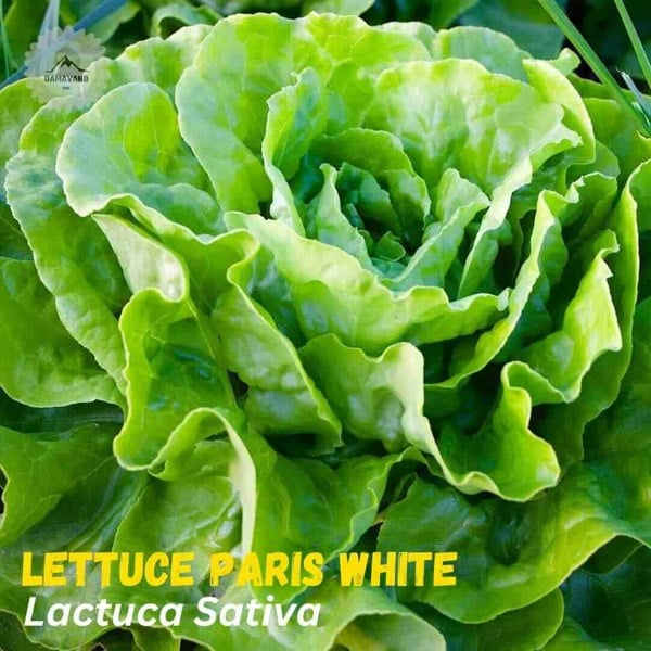 Lettuce Paris White Seeds