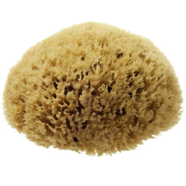 Hydréa London Natural Honeycomb Sea Sponge - size 5.5-6"