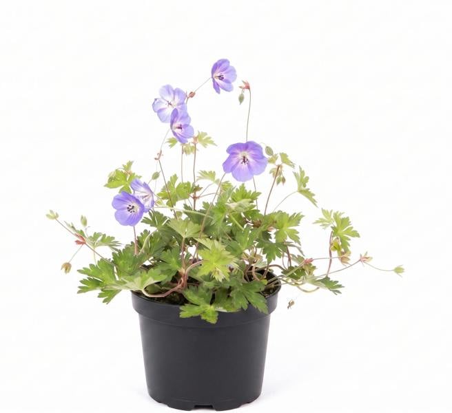 Geranium Rozanne Gerwat – 2L (17cm Pot) Award-Winning Blue Hardy Perennial Plants By Post