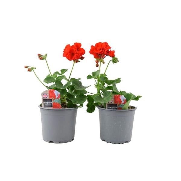 Zonal Geranium Upright Mixed Colours – Set of 2 x 1L Potted Plants Plants By Post