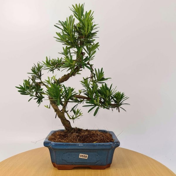 Buddhist Pine (Podocarpus Micro) Bonsai Tree | Shaped Style | Height 35-45cm | In 20cm Pot