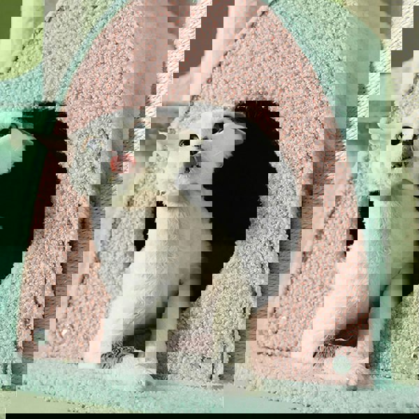 Davis Cat Climber, Cat Tree-Weilai Concept-Weilai Concept