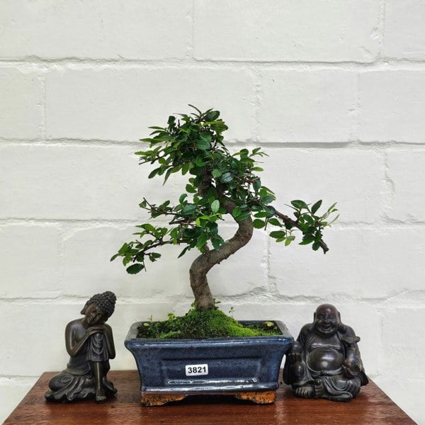 Yorkshire Bonsai Chinese Elm (Ulmus Parvifolia) Bonsai Tree | Shaped | In 15cm Pot
