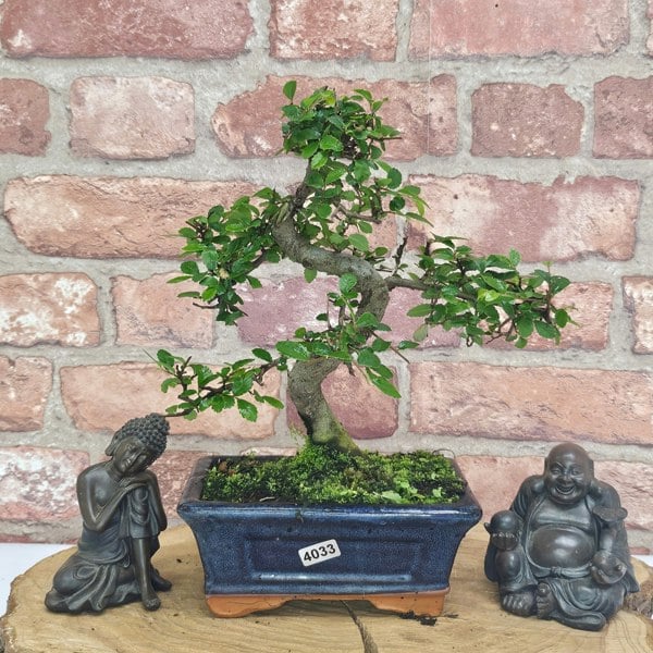 Yorkshire Bonsai Chinese Elm (Ulmus Parvifolia) Bonsai Tree | Shaped | In 15cm Pot