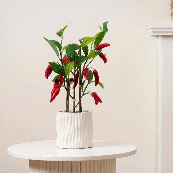 Scottish Everlastings 49cm Chilli Plant in Ceramic Pot