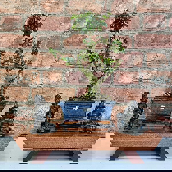 Yorkshire Bonsai Chinese Privet (Ligustrum Sinense) Bonsai Tree | Shaped | In 15cm Pot