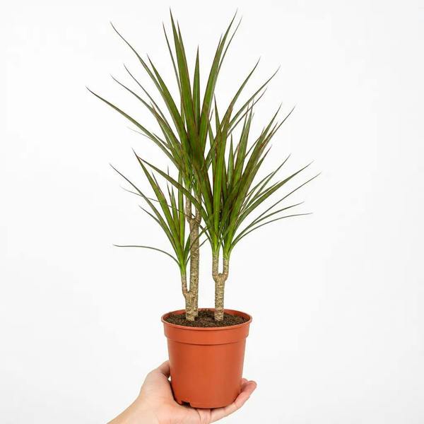 Dracaena Marginata 3 Stem Dragon Tree 19cm Pot – Easy Care Large Indoor Houseplant - Nursery Pot