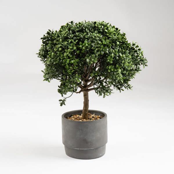 Scottish Everlastings 45cm Mini Topiary Plant in Cement Pot