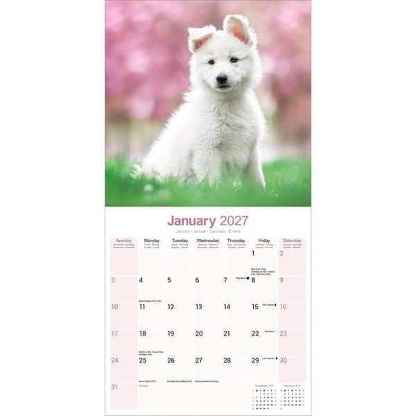 White Shepherd Calendar 2027, Wall Calendars, Month To View, Dogs, Gift