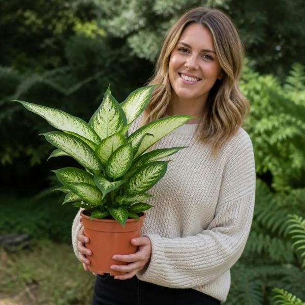 Dieffenbachia Camilla Dumb Cane 19cm Pot – Large Indoor Foliage Houseplant