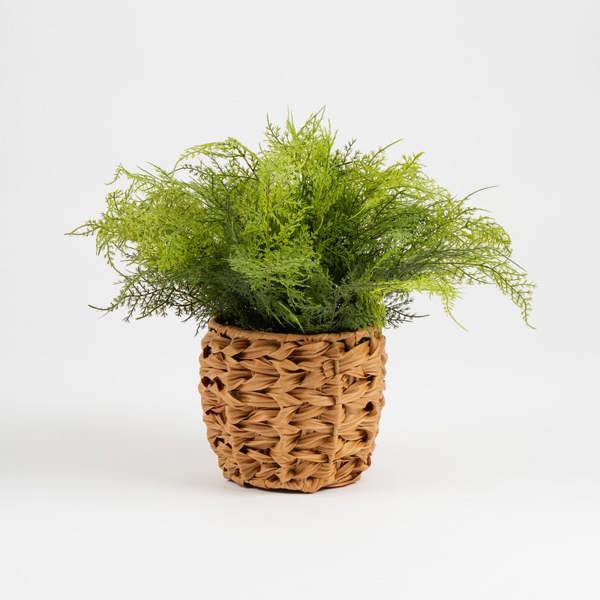 Scottish Everlastings 16cm Succulent in Cement Shell