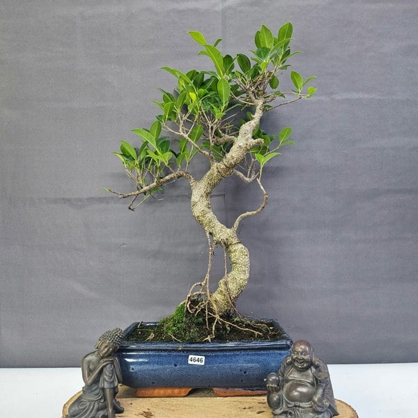 Yorkshire Bonsai Ficus Microcarpa (Banyan Fig) Indoor Bonsai Tree | Shaped | In 25cm Pot