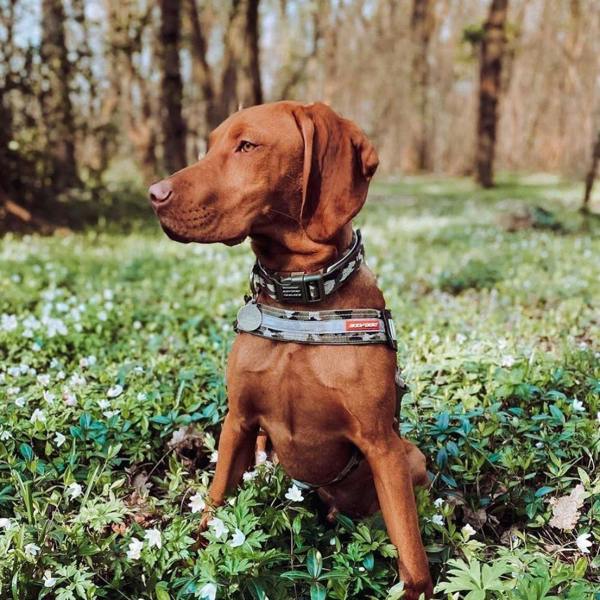 EzyDog Express Dog Harness in Green