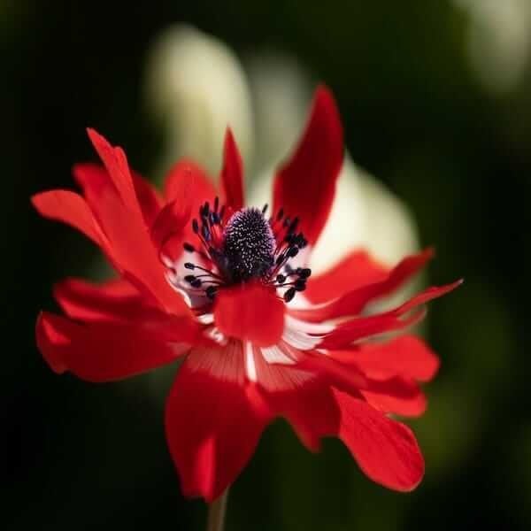 adonis pheasant's eye