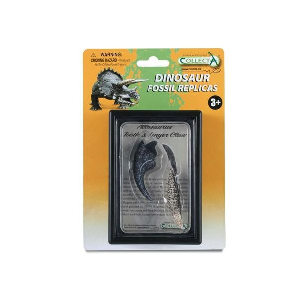 CollectA Tooth & Finger Claw Of Allosaurus In Display Case