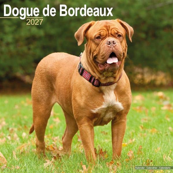 Dogue De Bordeaux Calendar 2027, Wall Calendars, Month To View, Dogs, Gift