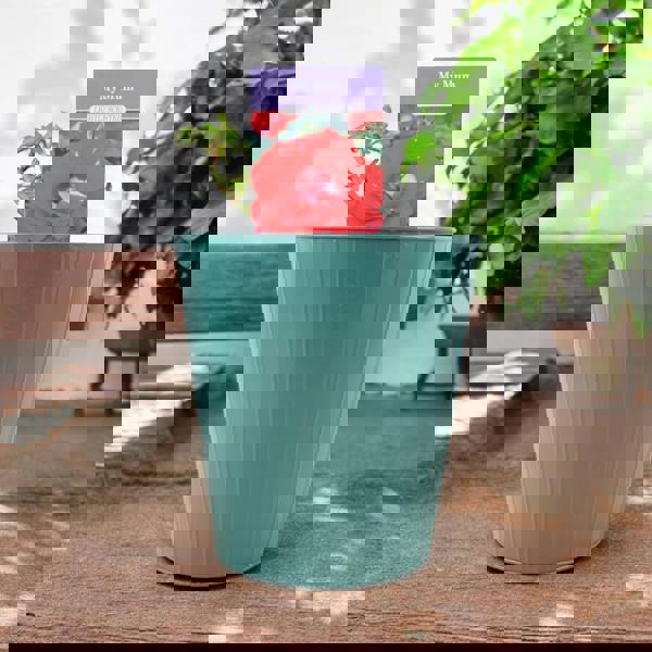 My Mum Rose Bush 5.5L Pot - Repeat Flowering Patio Rose Plants By Post