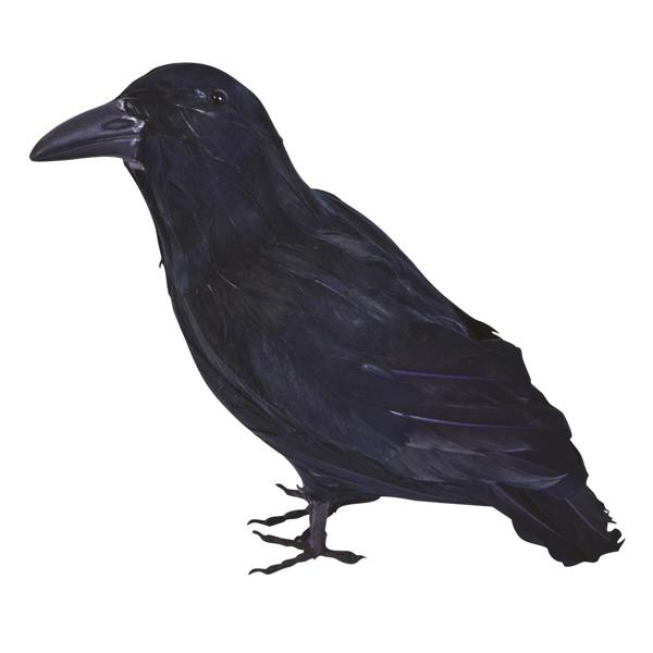 Bristol Novelty Feather Raven - Black - 