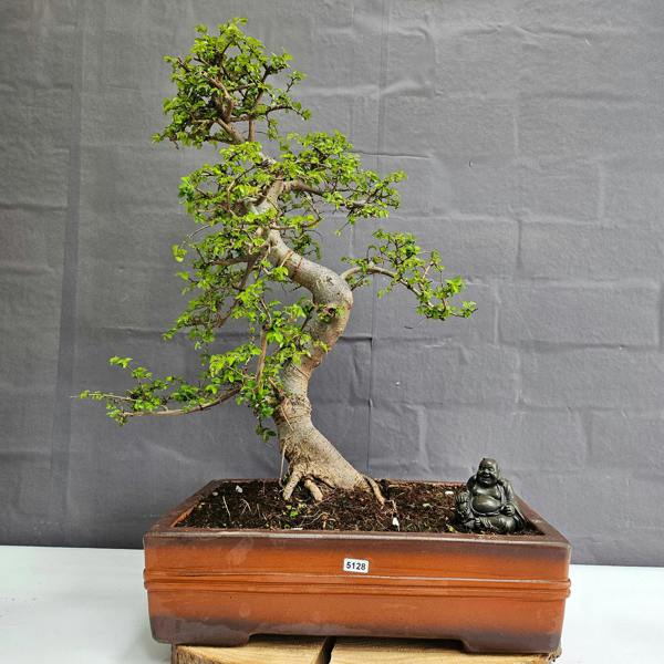 Yorkshire Bonsai Large Chinese Elm (Ulmus Parvifolia) Bonsai Tree | Shaped | In 40cm Pot - 5128