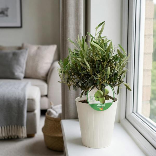 3L Bush Olive Indoor & Outdoor Evergreen