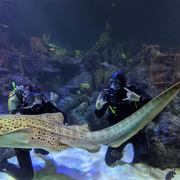 Virgin Experience Days Dive With Sharks At Skegness Aquarium