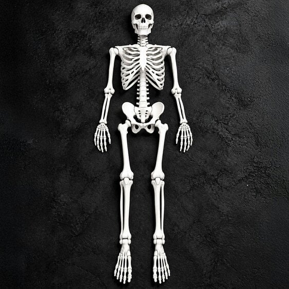 Neo Direct Neo White Prop Life Size Halloween Skeleton 160 cm