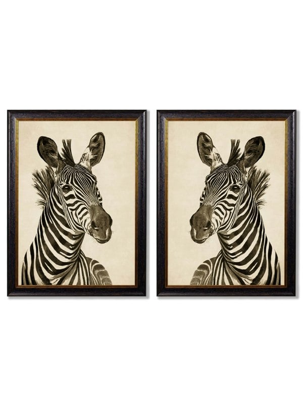 Exceptional Art c1890 Zebra Illustrations - Dark