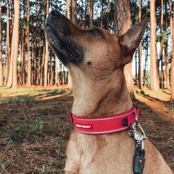 EzyDog Neo Classic Dog Collar in Red