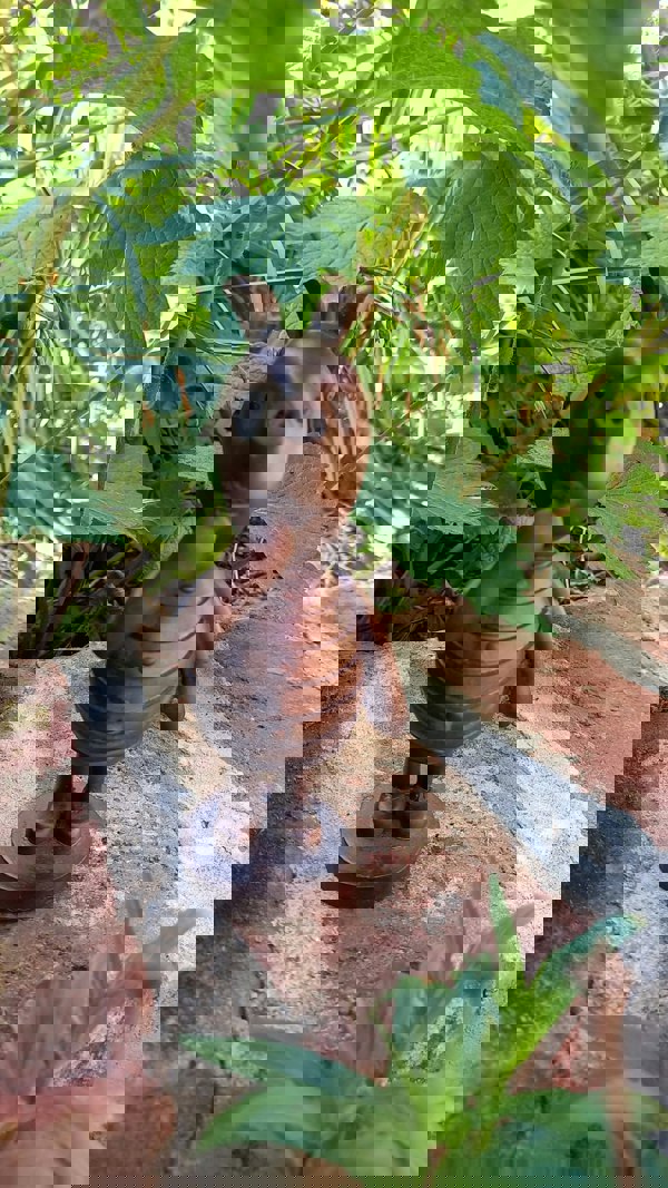 Inspirational Gifting Piglet Garden Sculpture Ornament Decor