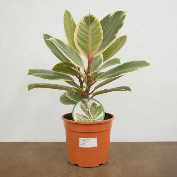 Ficus Tineke Rubber Plant 21cm Pot – Large Indoor Houseplant