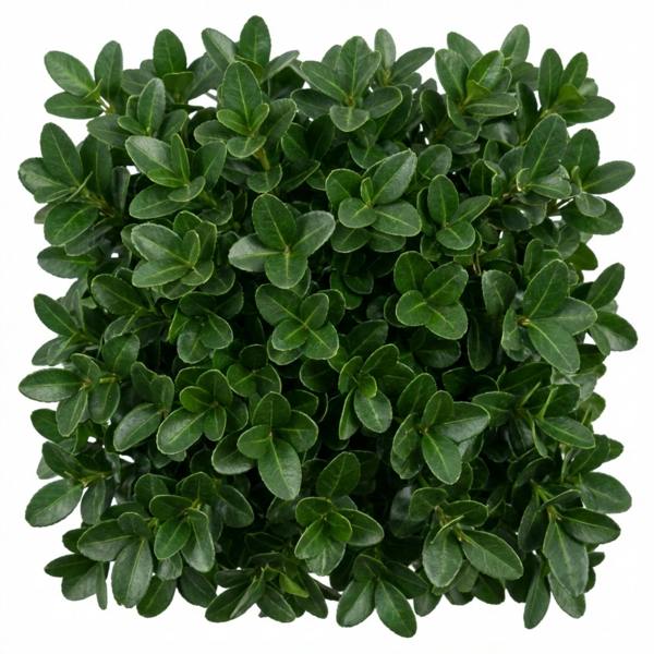 Euonymus japonicus 'Microphyllus' Box Leaf Evergreen Shrub 2L Pot The Rose Press Garden