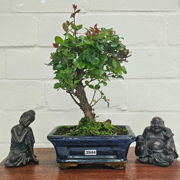 Yorkshire Bonsai Bird Plum (Sageretia) Bonsai Tree | Broom | In 15cm Pot