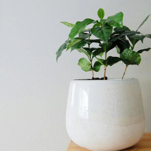 A small, thriving coffee plant with glossy green leaves potted in a simple, elegant white ceramic pot sitting on a light wooden surface against a plain white background.