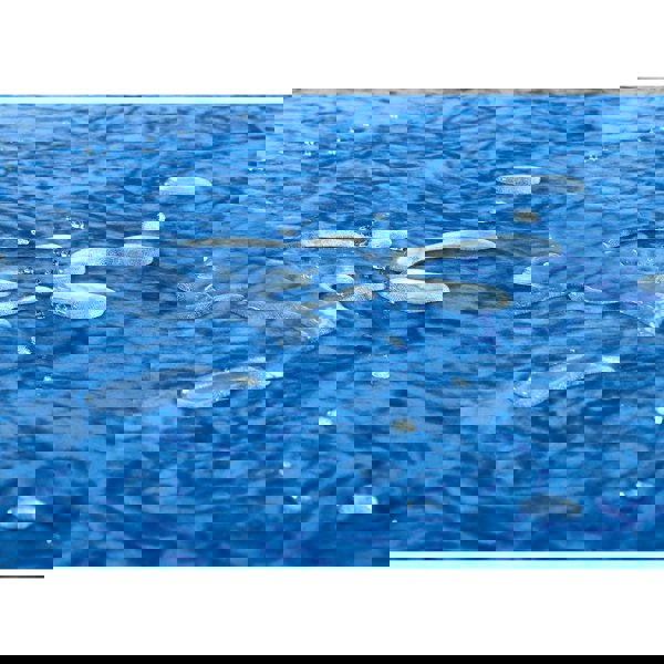 Starlight Beds Source 5 Contract Waterproof Mattress - Durable & Easy to Clean