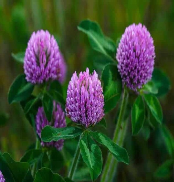 Nitrogen fixing lawn seed