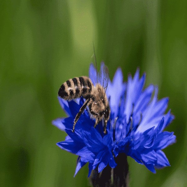 Butterfly and bee seeds: Butterfly and bee seeds for a colorful and vibrant garden.