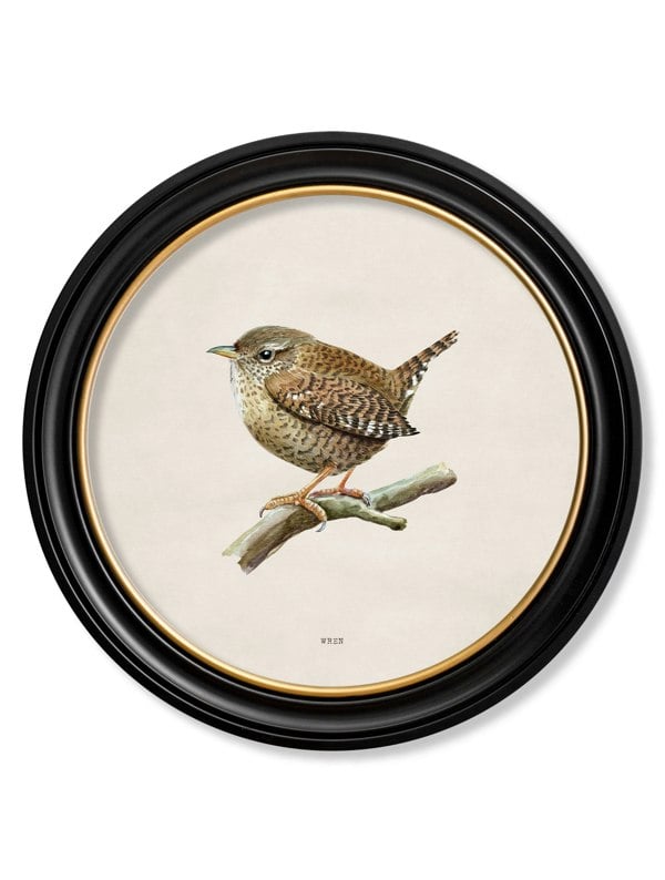 Exceptional Art Wren in Round Frame