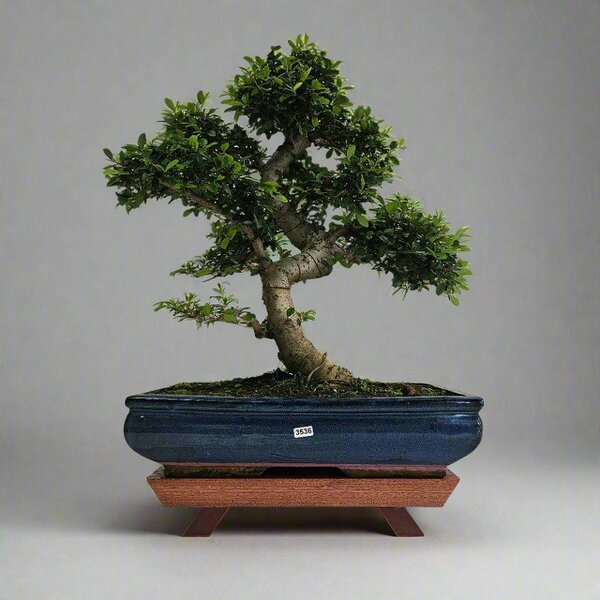 Yorkshire Bonsai Large Chinese Elm (Ulmus Parvifolia) Bonsai Tree | Shaped | In 40cm Pot - 3536