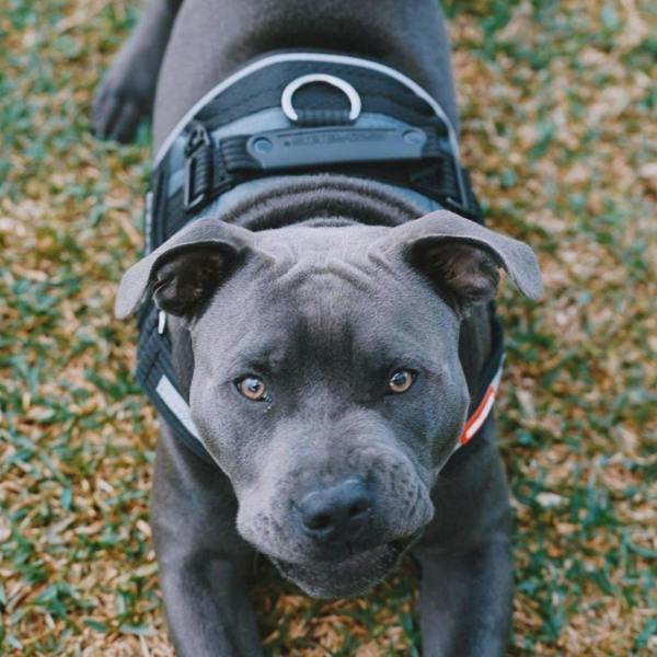EzyDog Convert Harness in Red
