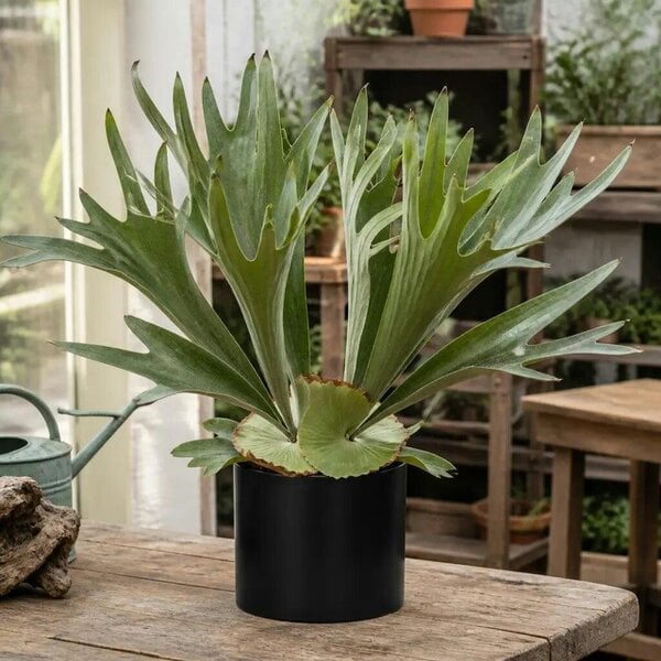 Platycerium Bifurcatum Staghorn Fern – Unique Antler-Shaped Foliage Indoor Houseplant - Sofia Matt Black Ceramic