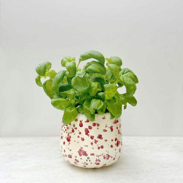 Hot Pottery Indoor Planter Cranberry