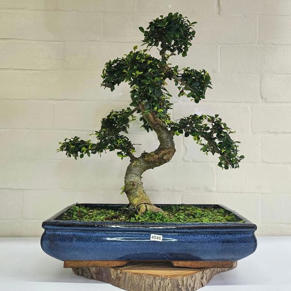 Yorkshire Bonsai Large Chinese Elm (Ulmus Parvifolia) Bonsai Tree | Shaped | In 40cm Pot - 4046